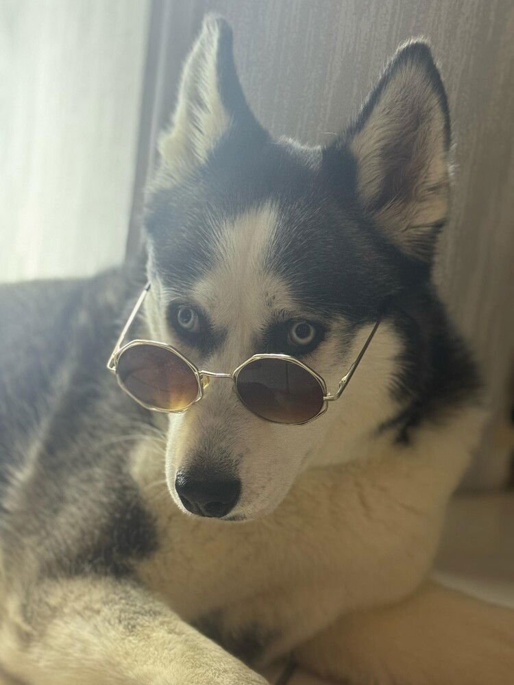 JILO (MID-EAST) MA - Husky available for adoption