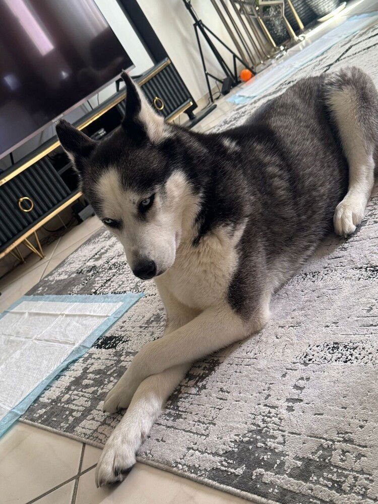 JILO (Mid-East) ma - Photo 3