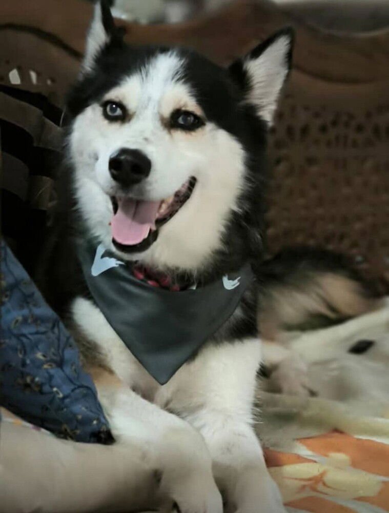 JILO (Mid-East) ma - Photo 4