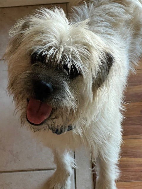 RUDY (CALIF) KY - Terrier available for adoption