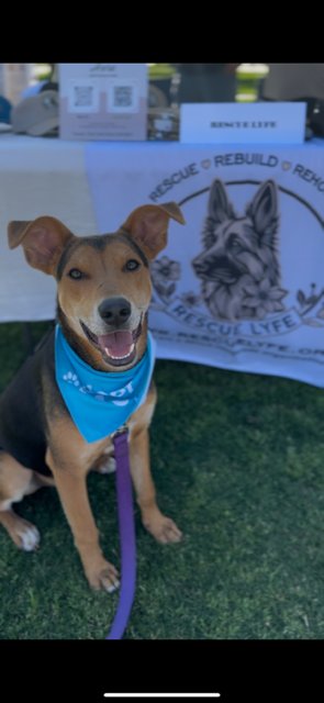 TOMMY (CALIF) KY - Shepherd available for adoption