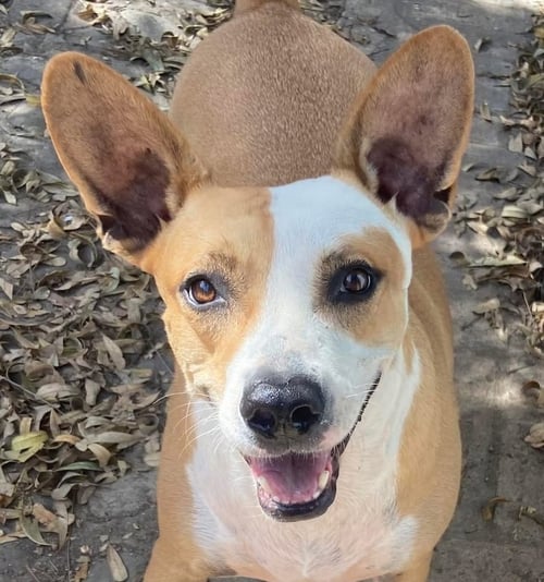 ESTRELLA (LOCAL) KT - Catahoula Leopard Dog / Cattle Dog available for adoption