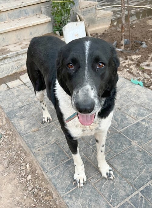 CARRIEBOO (MIDDLE EAST) YO - English Springer Spaniel / Shepherd available for adoption