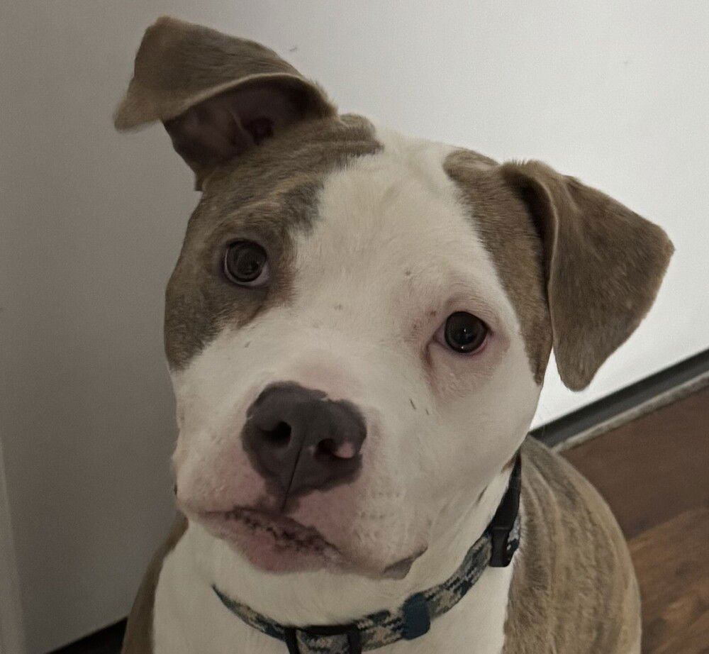 MEMPHIS (COURTESY POST) - Boxer available for adoption