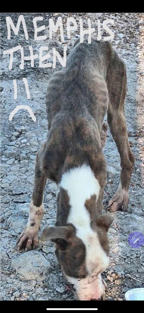 MEMPHIS (COURTESY POST) - Boxer available for adoption