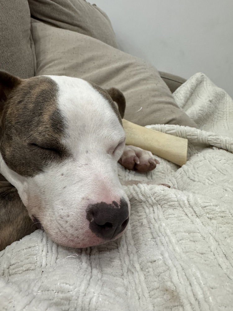 Memphis (Courtesy Post) - Photo 3