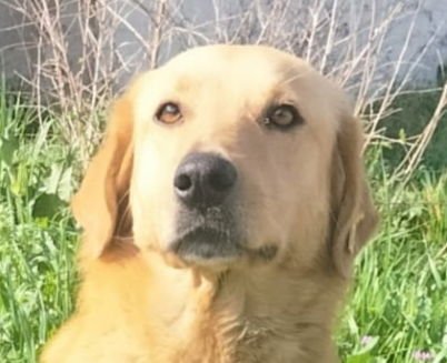 ARDIS (TURKEY) YO - Golden Retriever available for adoption
