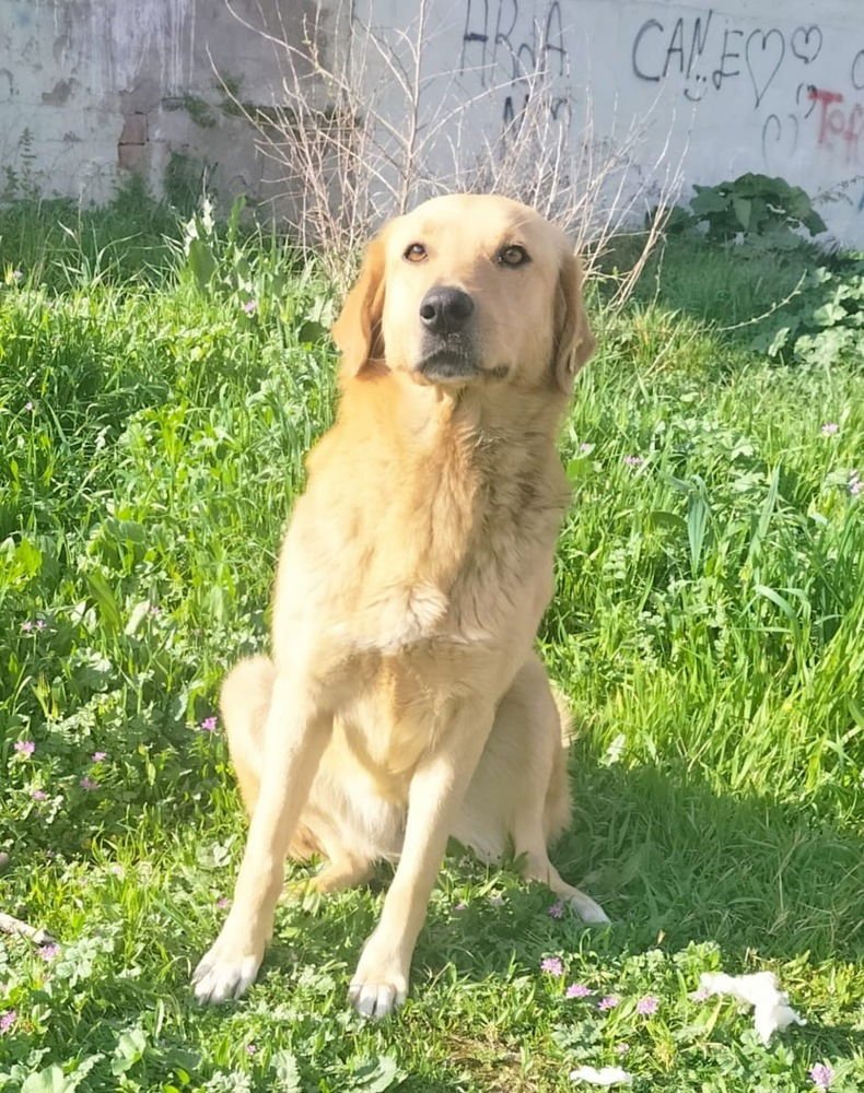 ARDIS (Turkey) yo - Photo 3