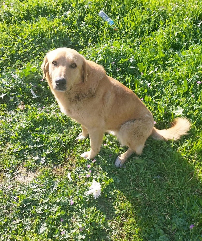 ARDIS (Turkey) yo - Photo 4