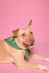 CLEOPATRA (US, Calif) yo - Photo 2