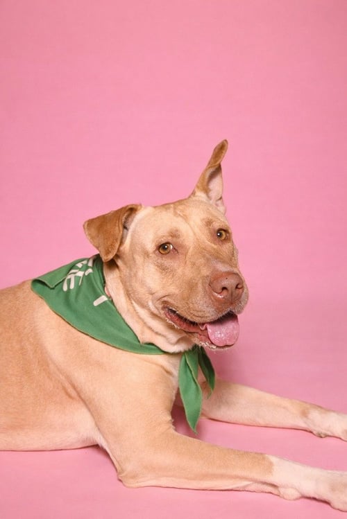 CLEOPATRA (US, CALIF) YO - Labrador Retriever / Pit Bull Terrier available for adoption