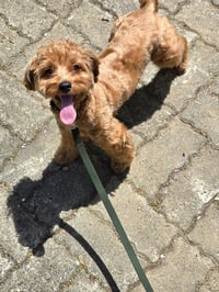 Freesia (local) hz *Pending Adoption* - Photo 4