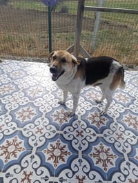 Orlo (Local) kt - Photo 2