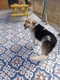 Orlo (Local) kt - Photo 4