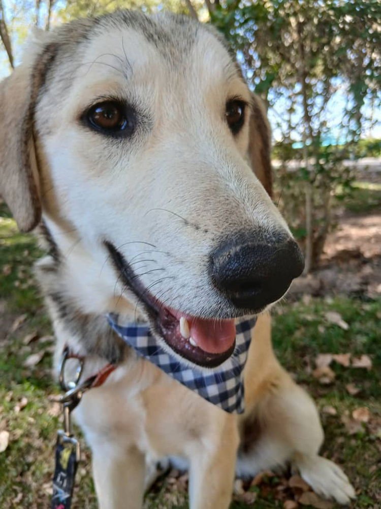CUTIE (MID-EAST) MA - Labrador Retriever / Hound available for adoption