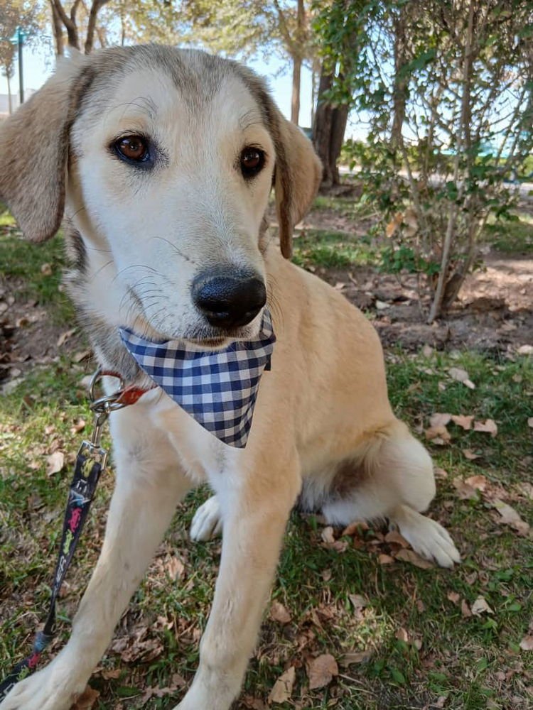 CUTIE (Mid-East) ma - Photo 3