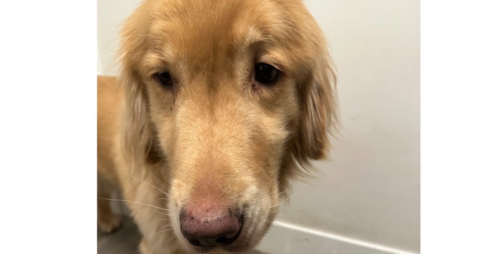 SODA POP  (LOCAL) YO - Golden Retriever available for adoption