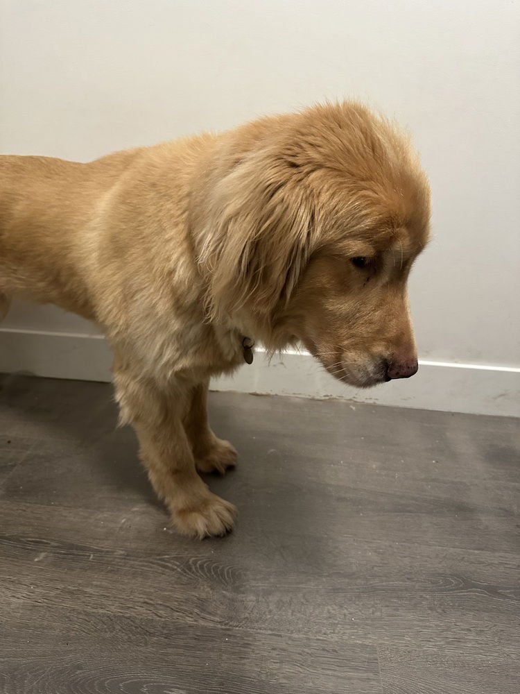 SODA POP  (LOCAL) YO - Golden Retriever available for adoption