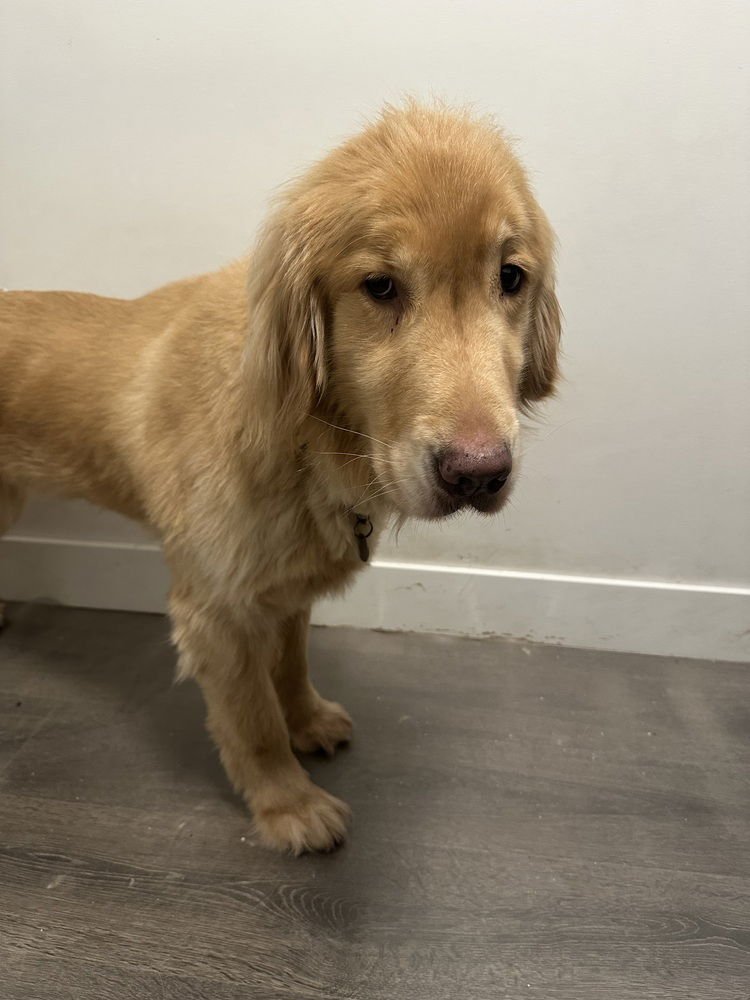 Soda Pop  (local) yo - Photo 3