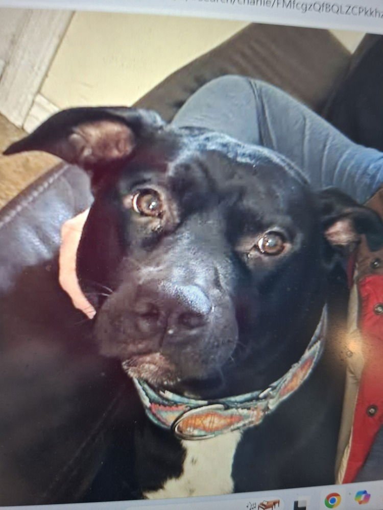 CHARLIE - (KELOWNA BC) - SF - Staffordshire Bull Terrier / Labrador Retriever available for adoption
