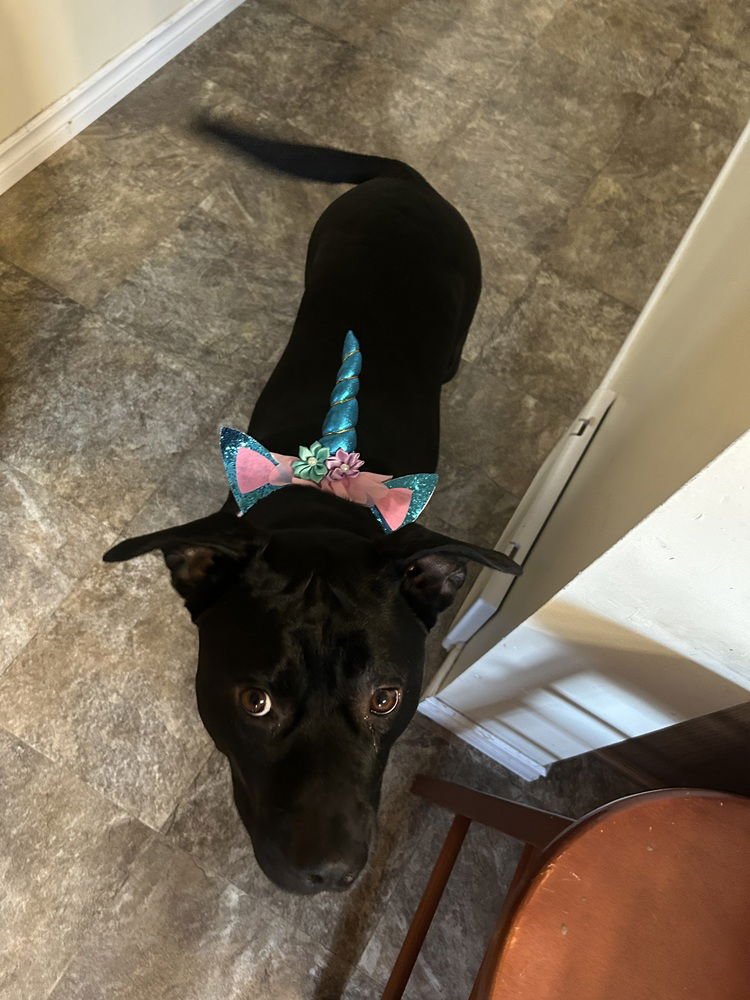 CHARLIE - (KELOWNA BC) - SF - Staffordshire Bull Terrier / Labrador Retriever available for adoption