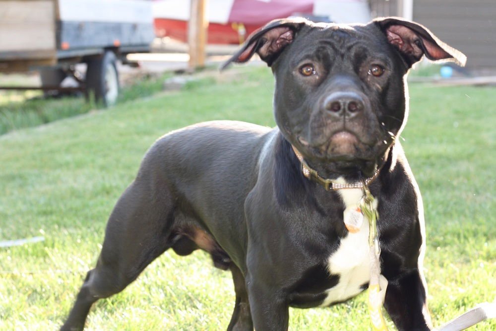 Charlie - (Kelowna BC) - sf - Photo 3