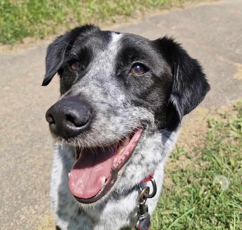 JACOB (S. KOREA) HZ - Border Collie / Pointer available for adoption