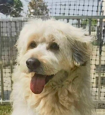 TUCKER (LOCAL IN VANCOUVER) NS - Poodle (unknown type) available for adoption