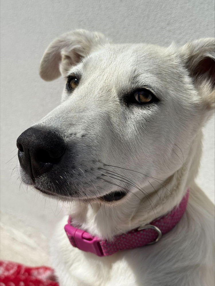 LOOLA (MEXICO) YO - Labrador Retriever / Husky available for adoption