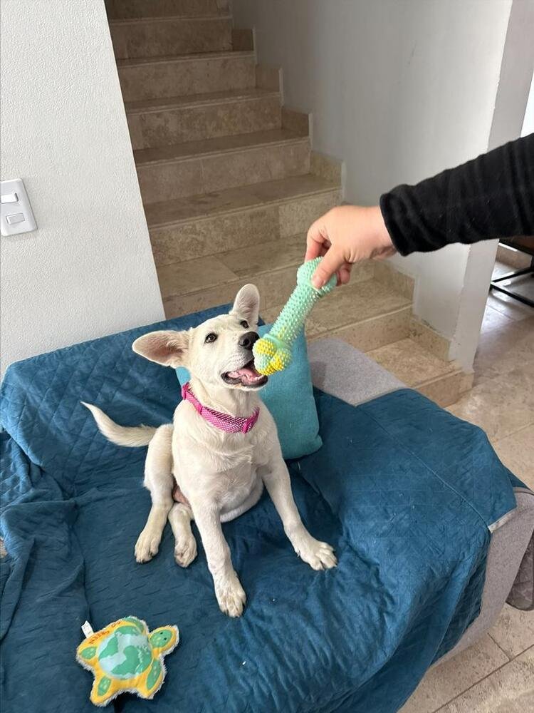 LOOLA (MEXICO) YO - Labrador Retriever / Husky available for adoption