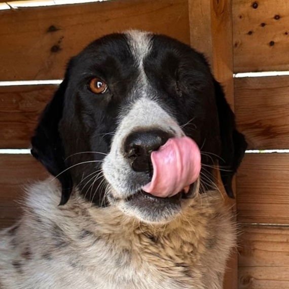 BENEKLI (TURKEY) YO - German Shorthaired Pointer available for adoption