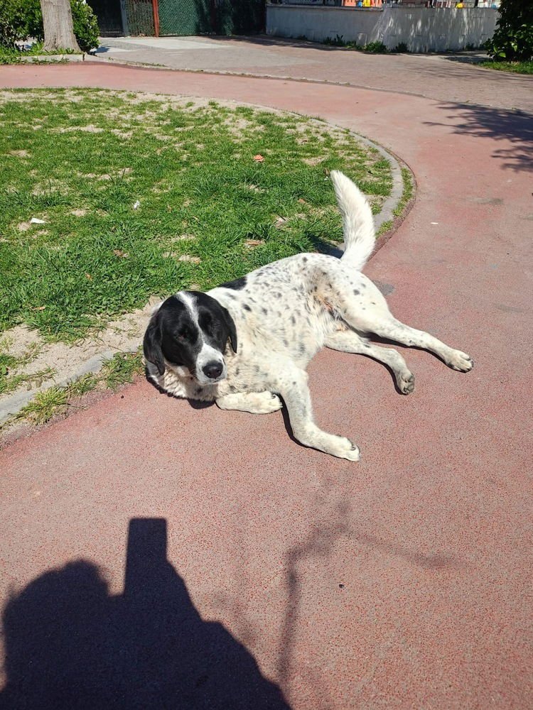 BENEKLI (TURKEY) YO - German Shorthaired Pointer available for adoption