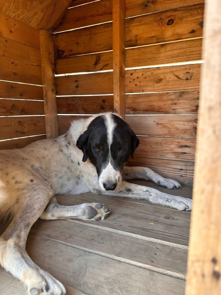 BENEKLI (Turkey) yo - Photo 4