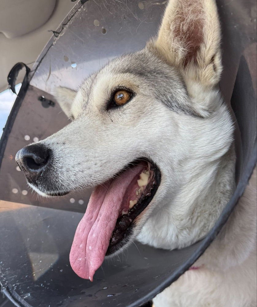 NIEVE (MEXICO) YO - Husky available for adoption
