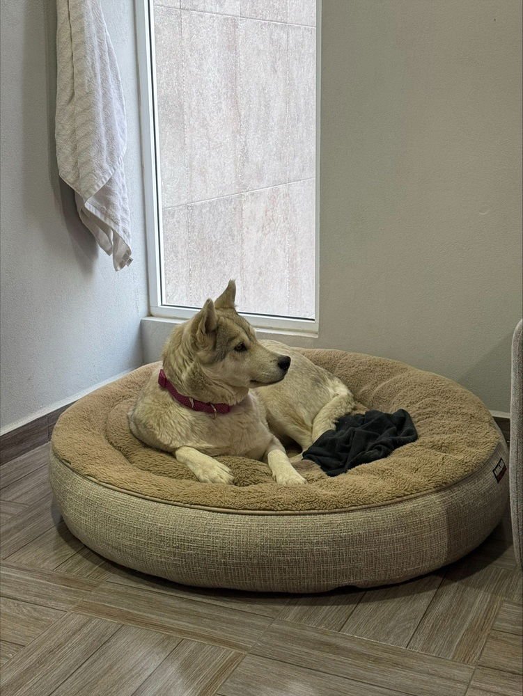 NIEVE (MEXICO) YO - Husky available for adoption