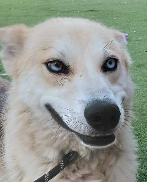 COBBLER (US, N MEX) YO - Husky available for adoption