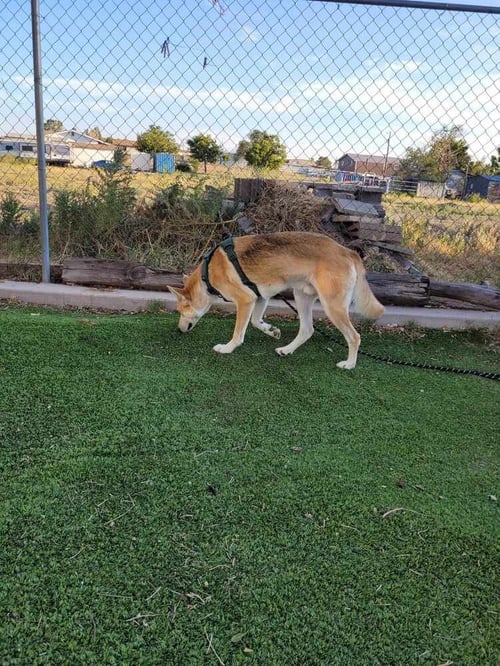 COBBLER (US, N MEX) YO - Husky available for adoption