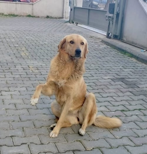 ARDIS (TURKEY) KT - Golden Retriever available for adoption
