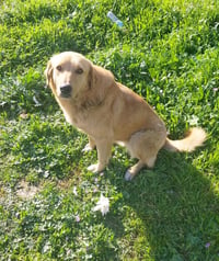 ARDIS (Turkey) kt - Photo 4