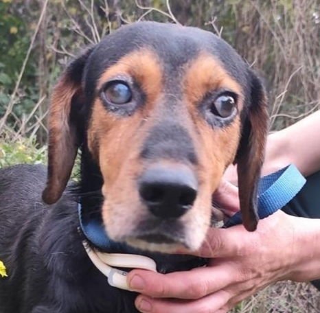 MAVI (TURKEY) YO - Hound available for adoption