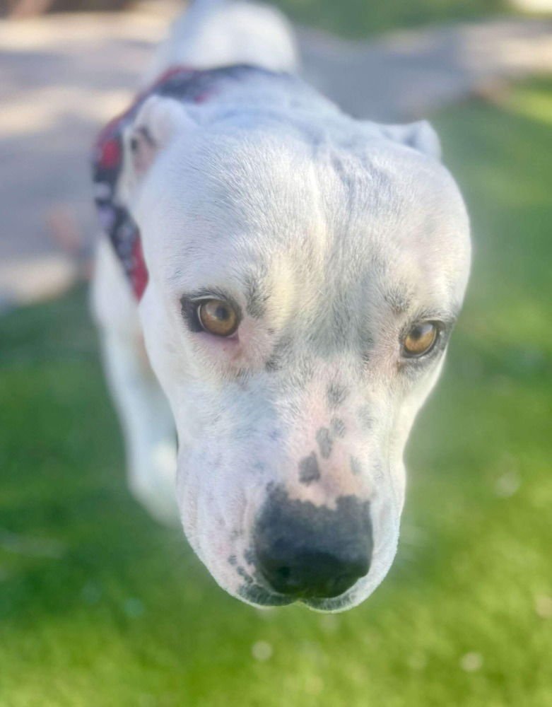 BUDSTER (US, N MEXICO) YO - Pit Bull Terrier available for adoption