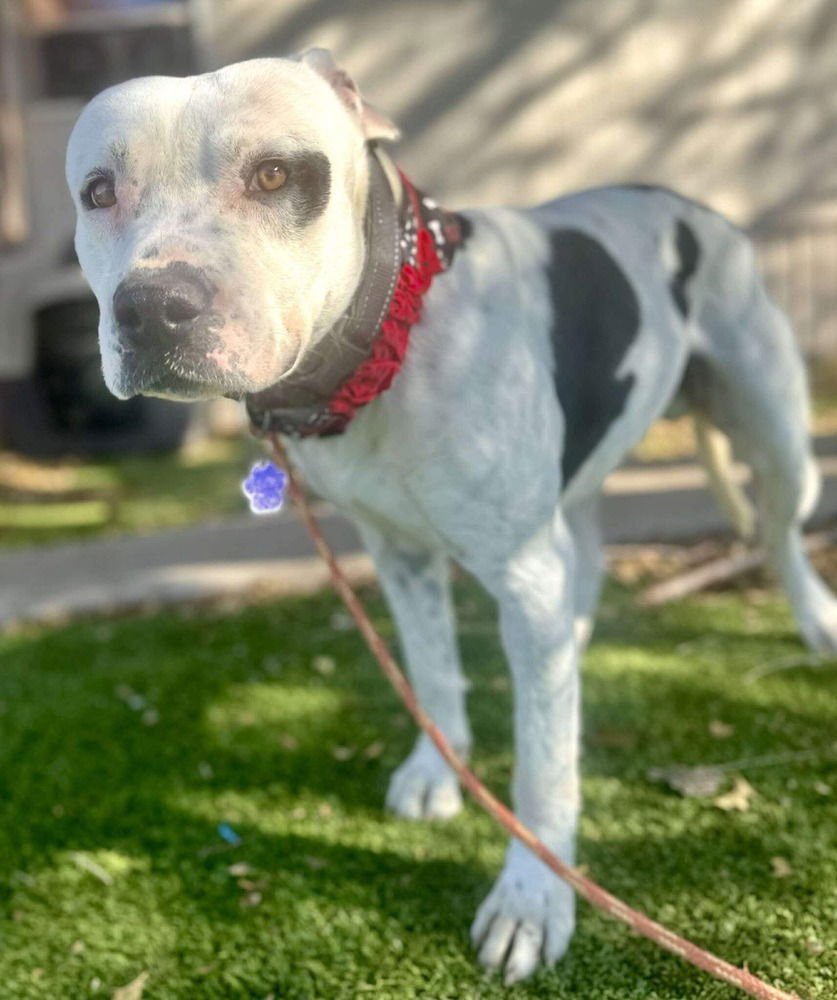 BUDSTER (US, N Mexico) yo - Photo 3