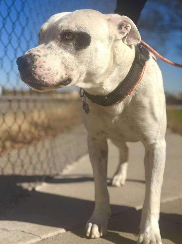 BUDSTER (US, N Mexico) yo - Photo 4