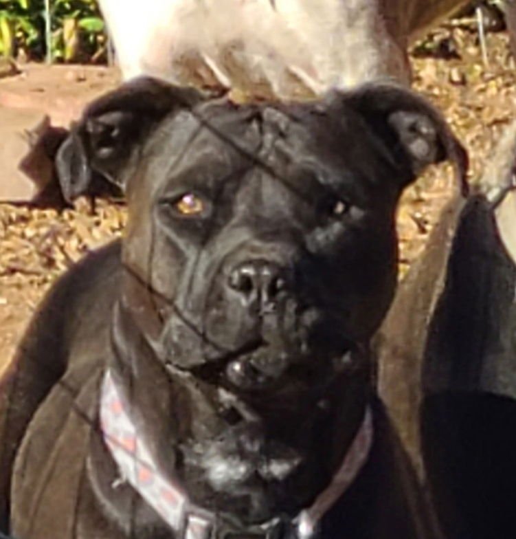 EMERSON (US, N MEX) YO, BOND W/ DEBBIE - Pit Bull Terrier available for adoption