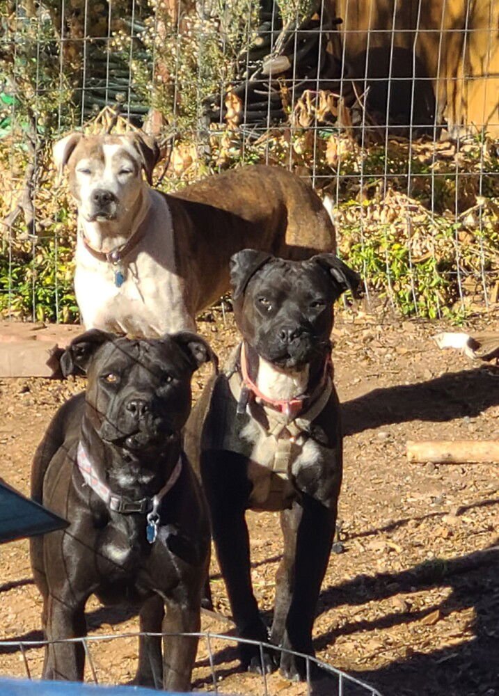 EMERSON (US, N MEX) YO, BOND W/ DEBBIE - Pit Bull Terrier available for adoption