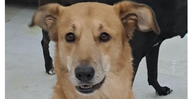 CLANCEY (Mid East) yo/kt - Tripaw Image