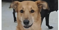 CLANCEY (Mid East) yo/kt - Tripaw - Photo 1