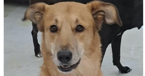 CLANCEY (MID EAST) YO/KT - TRIPAW - Golden Retriever / Labrador Retriever available for adoption