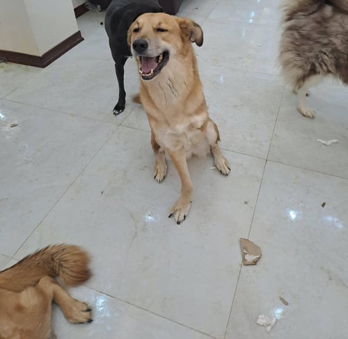 CLANCEY (MID EAST) YO/KT - TRIPAW - Golden Retriever / Labrador Retriever available for adoption