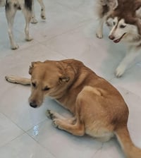 CLANCEY (Mid East) yo/kt - Tripaw - Photo 3